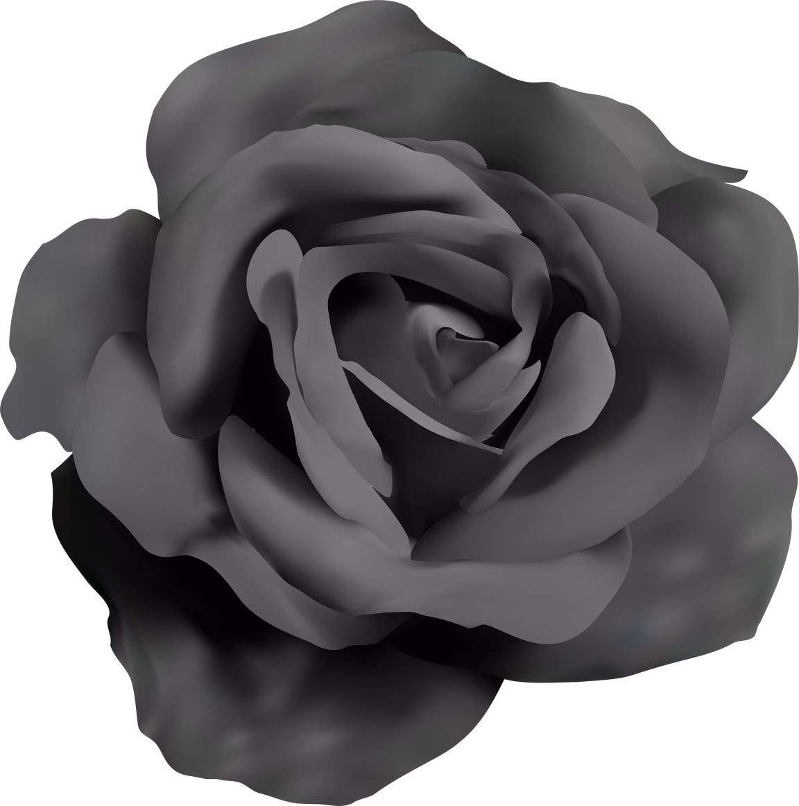 Realistic Black Rose
